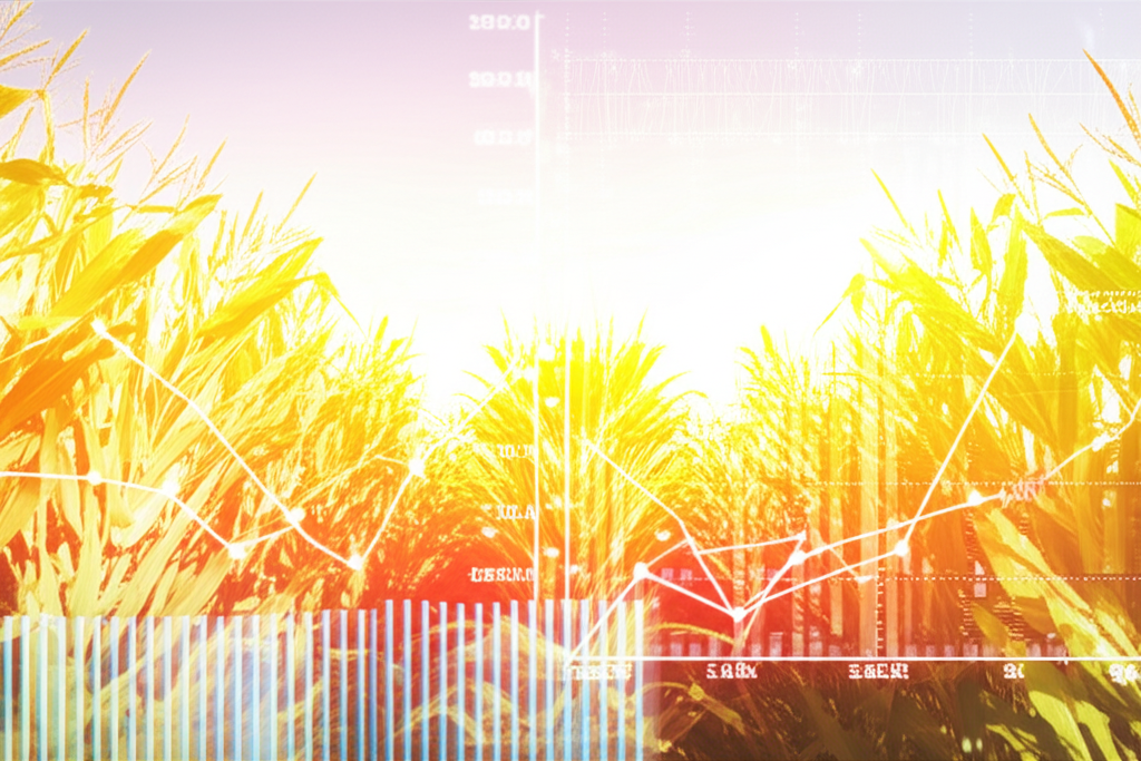 Vast corn field under blue sky with overlaid market data graphs